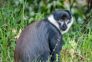 A black and white Bearded monkey is peacefully sitting in the tall grass