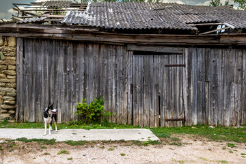 The dog is standing near an old barn on the street.