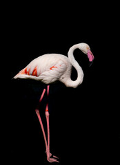Naklejka premium One flamingo bird on a black background.
