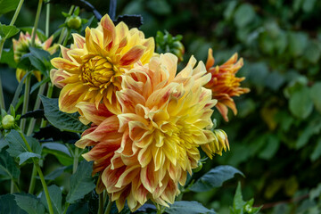 Obraz premium Dahlia flowers in the garden in summer close-up.