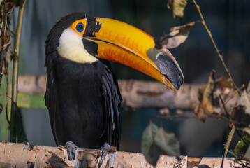 Yellow-billed toucan on a tree branch in close-up.