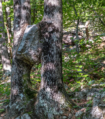 The stone has grown into the trunks of two trees.