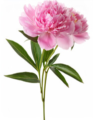 Pink peony flowers isolated on white background