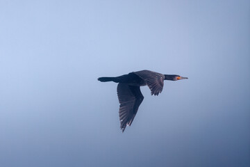 A cormorant flying over the water