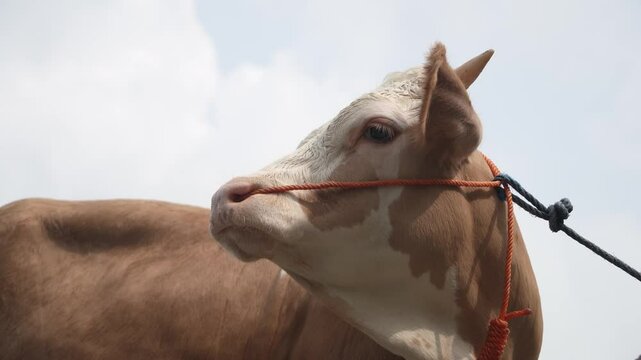 Selling cows in the animal market
