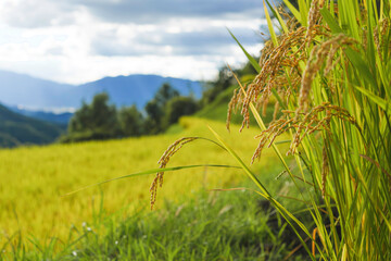 Rice field at dusk, close-up of rice plant