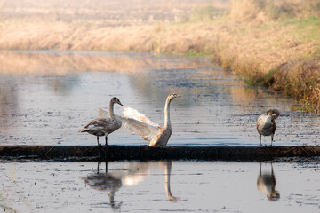 Young swans on the water