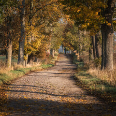 GOLDEN AUTUMN LANDSCAPE  - Colorful maple leaves along a old country road
