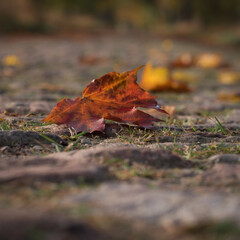 GOLDEN AUTUMN LANDSCAPE - Yellowed maple leaves on old cobblestone country road
