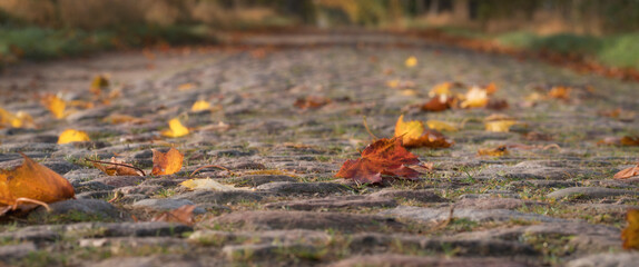 GOLDEN AUTUMN LANDSCAPE - Yellowed maple leaves on old cobblestone country road
