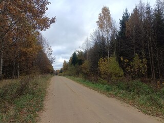 Road in forest in Siauliai county during cloudy autumn day. Oak and birch tree woodland. Cloudy day with white clouds in blue sky. Bushes are growing in woods. Sandy road. Nature. Fall season. Miskas.