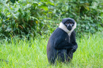Fototapeta premium A black and white Bearded monkey is peacefully sitting in the tall grass