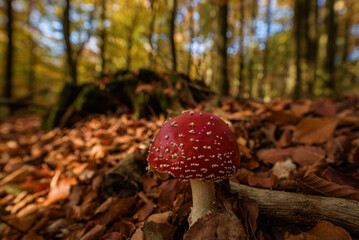 AUTUMN IN THE FOREST - Red fly agaric and trunk of a cut deciduous tree
