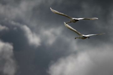 swans in flight