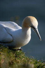Gannet