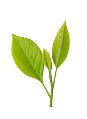 green leaf isolated white background