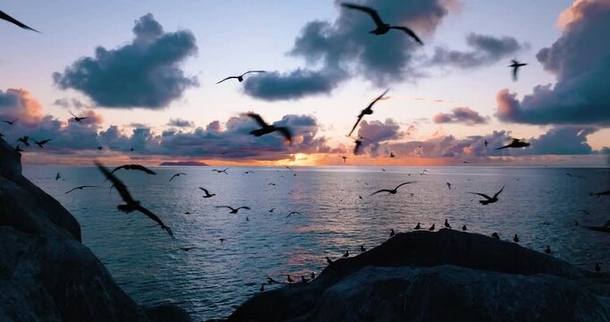 Spectacular aerial of hundreds of brown noddy terns returning to evening roost at sunset
