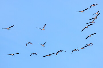 a flock of ducks flying away in the sky