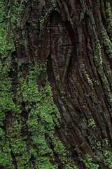 苔の生えたスギの木の表面