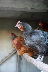 Free range hens sit on a perch in traditional henhouse © navorolphotography