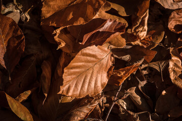 GOLDEN AUTUMN LANDSCAPE - Fallen dry leaves on the ground

