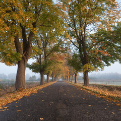 Naklejka premium GOLDEN AUTUMN LANDSCAPE - Colorful maple leaves along a country road