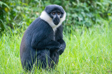A black and white Bearded monkey is peacefully sitting in the tall grass