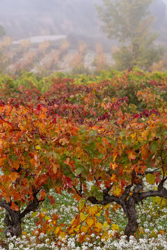 A serene autumn vineyard with vivid red and orange vines, an enchanting misty backdrop, and vibrant countryside, capturing the essence of nature's transition in La Rioja Spain