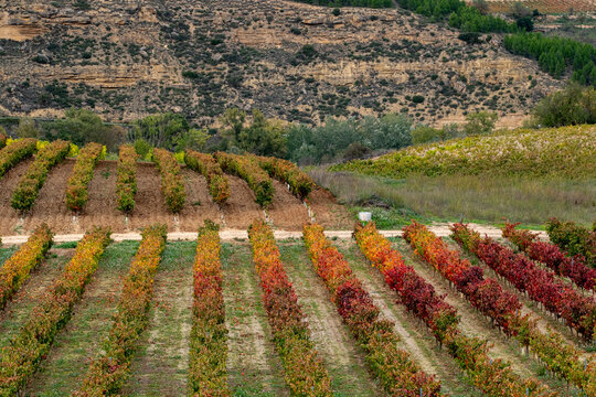 Rows of vibrant autumn vineyard plants growing against a rocky hillside, offering a striking contrast of red and green, symbolizing resilience and vitality in La Rioja Spain