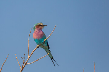 Lilac-breasted roller