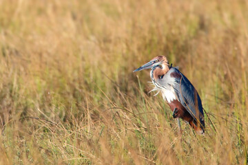 Goliath heron on the Chobe River bank