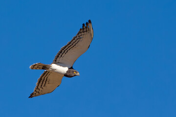 Black-chested Snake Eagle