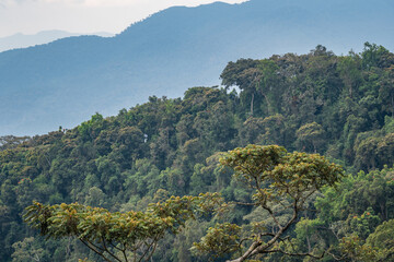 Obraz premium A lush green Nyungwe Forest filled with an abundance of trees and bushes, Rwanda
