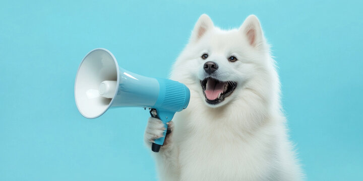 A cheerful Samoyed holding a megaphone on a light blue background, with a smile and fluffy white fur catching attention