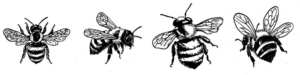 The old engraving of a honey bee and the old engraving of a modern illustration of a honey bee. Hand drawn vintage illustration of an old engraving of a honey bee.