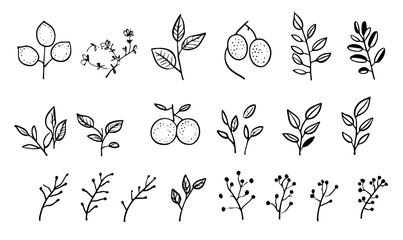 Isolated modern white background with black and white doodle doodles of lemon branches. Slices of fruit. Yellow citrus tree leaves. Isolated modern doodles of lemon.