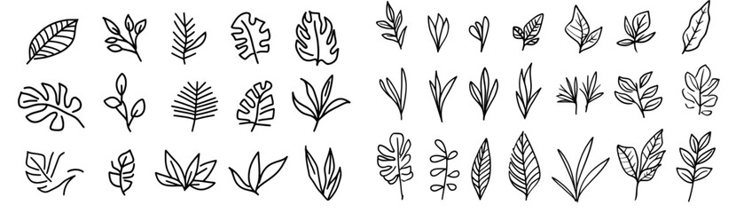 Exotic botanical leave sketch. Tropical palm leaf sketch, isolated linear doodle style.