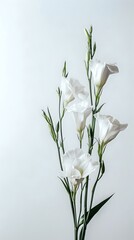 White Flowers with Green Stems on White Background