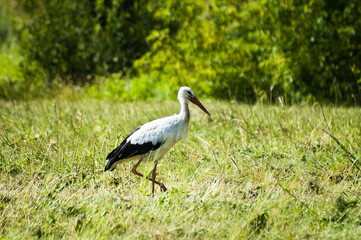 white stork on a green meadow in summer