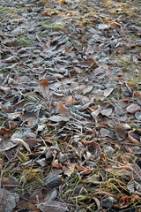 frosty autumn tree leaves on the ground