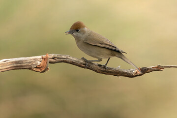 Female Common whitethroat in a Mediterranean forest with the last light of an autumn evening