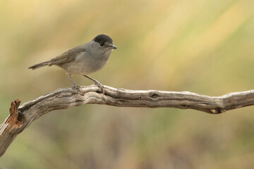 Common whitethroat in a Mediterranean pine and oak forest on a cloudy autumn day