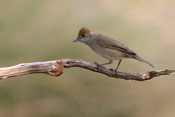 Female Common whitethroat in a Mediterranean forest with the last light of an autumn evening