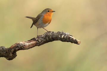 European robin in a Mediterranean forest of pine and oak trees with the first light of an autumn day