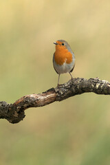 European robin in a Mediterranean forest of pine and oak trees with the first light of an autumn day