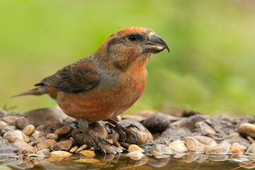 Male Red Crossbill at a watering hole in a pine forest in a Mediterranean forest in central Spain at first light