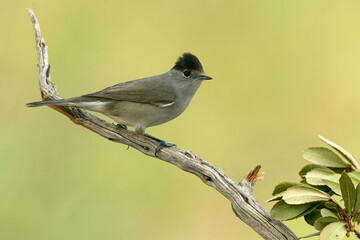 Common whitethroat in a Mediterranean pine and oak forest on a cloudy autumn day