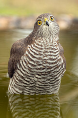 Adult female Eurasian sparrow hawk at a water point within a Mediterranean pine and oak forest on a cloudy autumn day