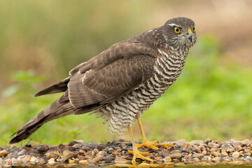 Adult female Eurasian sparrow hawk at a watering hole in a Mediterranean oak and pine forest at the first light of a late autumn day
