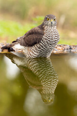 Adult female Eurasian sparrow hawk at a watering hole in a Mediterranean oak and pine forest at the first light of a late autumn day
